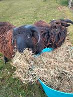 Ouessant stamboek schapen rammen., Dieren en Toebehoren, Schapen, Geiten en Varkens, Mannelijk, Schaap