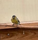 Europese sijs, Dieren en Toebehoren, Vogels | Overige Vogels, Mannelijk, Wildzangvogel, Geringd
