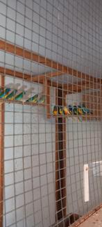 Splendidparkieten, Meerdere dieren, Parkiet