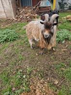 2 dwerg geiten bokjes 1.5/2 jaar oud, Dieren en Toebehoren, Mannelijk, Geit, 0 tot 2 jaar