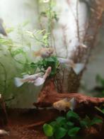 Albino platinum guppen, Dieren en Toebehoren, Vissen | Aquariumvissen, Vis, Zoetwatervis, Schoolvis