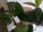 Hoya, Ophalen, Overige soorten, Halfschaduw, Minder dan 100 cm