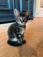Lieve kitten (poes) Europese korthaar, Poes, Kortharig, 0 tot 2 jaar