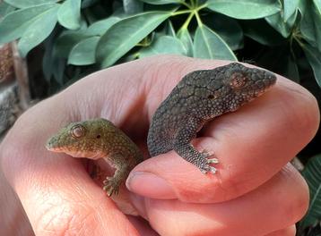 Twee vrouwelijke kameleongekko’s (Eurydactylodes vieillardi) beschikbaar voor biedingen