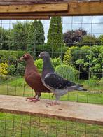 Koppel postduiven duiven, Dieren en Toebehoren, Meerdere dieren, Postduif