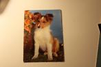 Honden Postkaart - Schattige Sheltie Pup, Spanje, Verzenden, 1960 tot 1980, Ongelopen, Hond of Kat