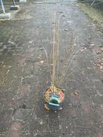 Miscanthus ‘Kleine Silberspinne’ Siergras, Ophalen, Volle zon, Vaste plant, Siergrassen