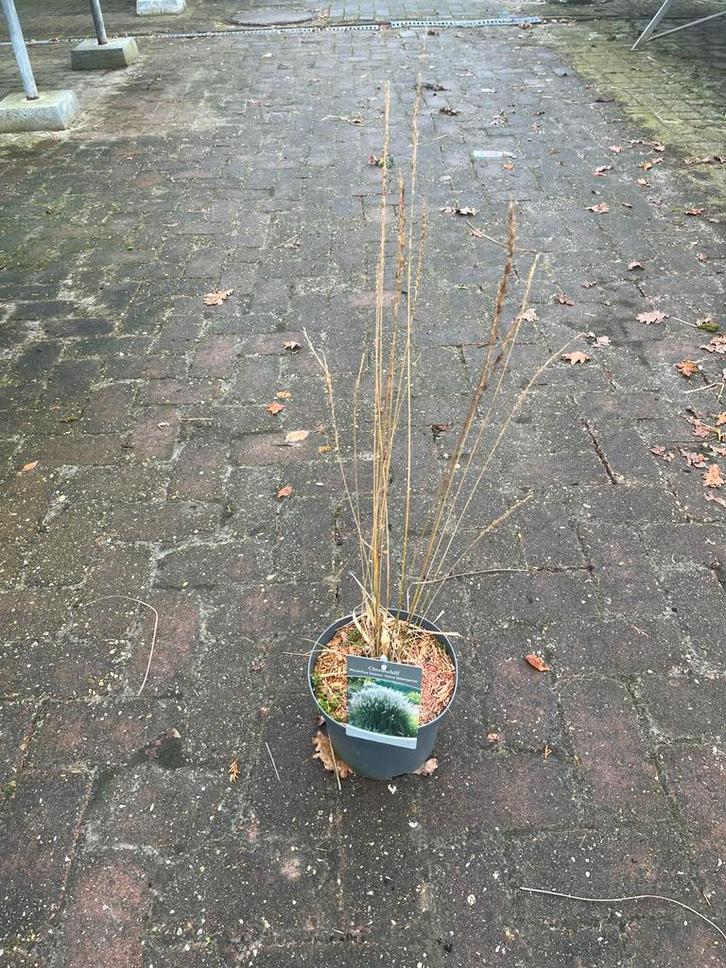 Miscanthus ‘Kleine Silberspinne’ Siergras, Tuin en Terras, Planten | Tuinplanten, Vaste plant, Siergrassen, Volle zon, Herfst