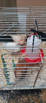 3 jonge kippen/ haantjes te koop., Dieren en Toebehoren, Ophalen, Pluimvee