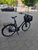 Nieuwe Cortina Common 2025 unisex 57' . 1 maand oud met bon, 56 cm of meer, Ophalen, Overige merken, Nieuw