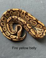 Diverse kweekdieren en nakweek ballpythons koningspython, Dieren en Toebehoren, Slang