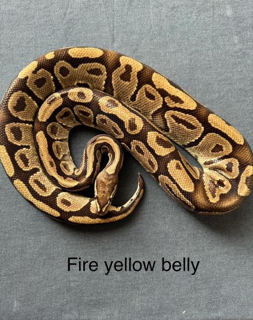 Diverse kweekdieren en nakweek ballpythons koningspython, Dieren en Toebehoren, Reptielen en Amfibieën, Slang