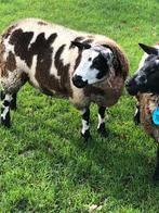 Bonte dekram, Dieren en Toebehoren, Mannelijk, Schaap