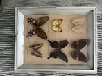 Taxidermie, Ophalen of Verzenden, Zo goed als nieuw, Insect, Opgezet dier