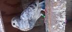 Haagse til duif kropper lokkers, Dieren en Toebehoren, Vogels | Duiven, Meerdere dieren, Kropper