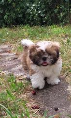 Shih Tzu pup, kruising met zeer kleine Toy poedel. Uniek!, Rabiës (hondsdolheid), 8 tot 15 weken, Eén hond, Nederland