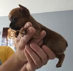 Franse bull x chihuahua puppy's, Dieren en Toebehoren, Honden | Chihuahua's en Gezelschapshonden, Meerdere, Meerdere dieren, Chihuahua