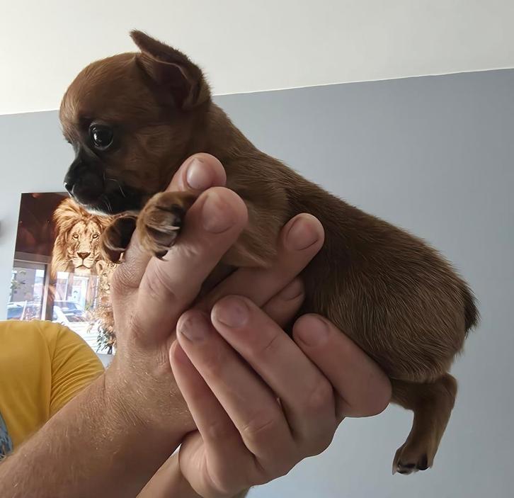 Franse bull x chihuahua puppy's, Dieren en Toebehoren, Honden | Chihuahua's en Gezelschapshonden, Meerdere dieren, Chihuahua, Particulier