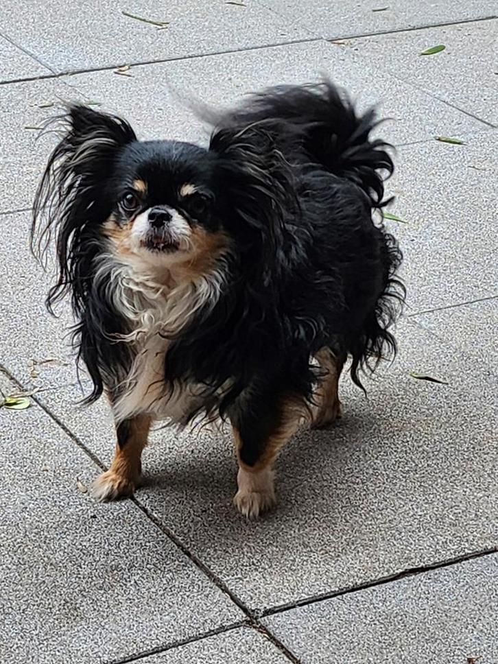 Chihuahua dekreu mini langhaar black tri. Dekgarantie!, Dieren en Toebehoren, Honden | Dekreuen, Reu, Particulier, Eén hond, Nederland