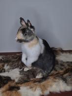 opgezetten konijn, Verzamelen, Dierenverzamelingen, Ophalen of Verzenden, Nieuw, Boerderijdier, Opgezet dier