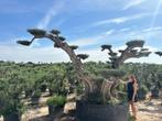 Mega bonsai olijfboom / olijfbomen met plateaus's te koop!!, Bloeit niet, Ophalen of Verzenden, Olijfboom, 250 tot 400 cm