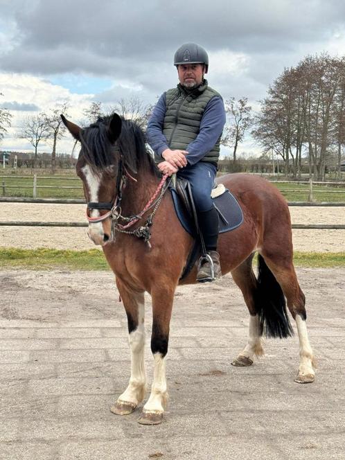e pony, Dieren en Toebehoren, Pony's, Ruin, Zadelmak, E pony (1.48m - 1.57m), 3 tot 6 jaar, Gechipt, Ontwormd, Ingeënt