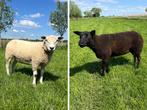 Texelaar fokooien 2 overlopers 1 jaar oud, Dieren en Toebehoren, Vrouwelijk, Schaap, 0 tot 2 jaar