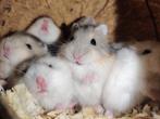 Tamme dwerghamster jonkies (met of zonder kooi naar keuze), Dieren en Toebehoren, Knaagdieren, Hamster, Augustus, Meerdere dieren