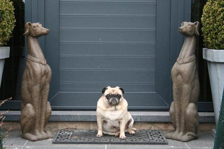 zittend groot windhond whippet greyhound, Antiek en Kunst, Kunst | Beelden en Houtsnijwerken, Ophalen of Verzenden