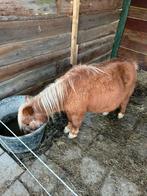 Erg braaf, Dieren en Toebehoren, Schapen, Geiten en Varkens, Vrouwelijk, Schaap