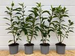 Portugese laurier/Prunus lusitanica Angustifolia in pot OP=O, Ophalen, Laurier, Haag, Minder dan 100 cm