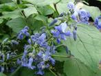 Struik Clematis Heracleifolia 'Cote d'Azur'- licht blauw, Overige soorten, Vaste plant, Ophalen of Verzenden, Halfschaduw