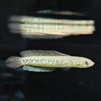 Channa asiatica, Dieren en Toebehoren, Vis