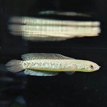 Channa asiatica, Dieren en Toebehoren, Vissen | Aquariumvissen, Vis