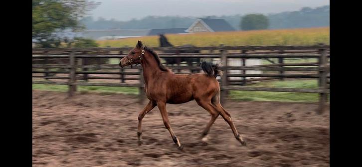 Bruin arabisch volbloed hengstveulen, Dieren en Toebehoren, Paarden, Hengst, Minder dan 160 cm, 0 tot 2 jaar