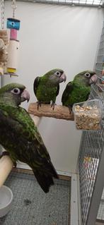 jardine papegaaien, Dieren en Toebehoren, Vogels | Parkieten en Papegaaien, Vrouwelijk, Papegaai, Geringd