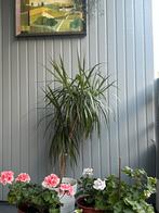 Dracaena Marginata Kamerplant, Overige soorten, In pot, Minder dan 100 cm, Groene kamerplant