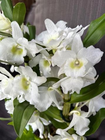 Bamboe orchidee (Dendrobium nobile ) beschikbaar voor biedingen