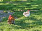 4 pekin kriel haantjes, Dieren en Toebehoren, Pluimvee, Mannelijk, Kip