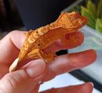 Wimpergekko baby yellow flame, Dieren en Toebehoren, Reptielen en Amfibieën, Hagedis