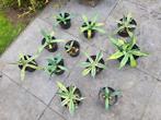 Cactussen, Volle zon, Vaste plant, Bloeit niet, Ophalen