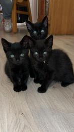 2 Kittens te koop!!, Dieren en Toebehoren, Katten en Kittens | Raskatten | Korthaar, Meerdere dieren, Ontwormd, 0 tot 2 jaar