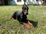 Doberman pincher 2 jaar oud, Dieren en Toebehoren, Particulier, Rabiës (hondsdolheid), Teef, Buitenland