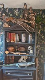 Opgezette koningsfazant, Ophalen of Verzenden