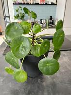 Pannenkoekenplant, Ophalen, Overige soorten, In pot, Minder dan 100 cm