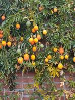 Passieflora., Tuin en Terras, Planten | Tuinplanten, Ophalen, Overige soorten, Volle zon