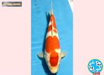 Japanse Koi - Kohaku, Sanke, Showa, Shiro Utsuri, Dieren en Toebehoren, Karper of Koi