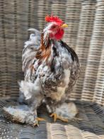 Cochin, Dieren en Toebehoren, Pluimvee, Mannelijk, Kip