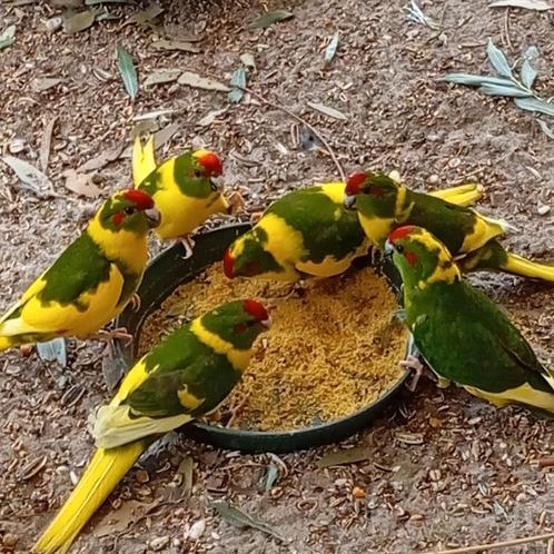 7 geel/bonte kakarikies van mei 2025, Dieren en Toebehoren, Vogels | Parkieten en Papegaaien, Parkiet, Meerdere dieren, Geringd