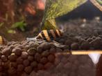 Anatome Helena  (slak etende slak), Dieren en Toebehoren, Vissen | Aquariumvissen, Slak of Weekdier